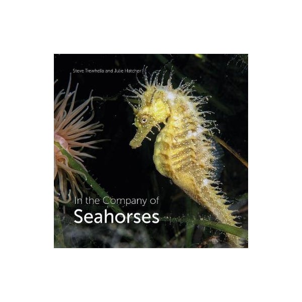 In the Company of Seahorses -