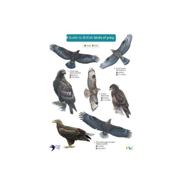 Guide to British Birds of Prey -