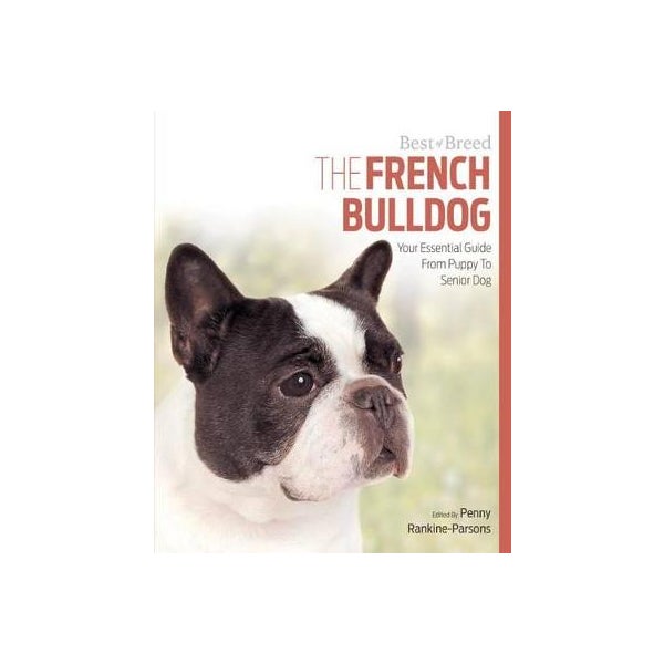 French Bulldog Best of Breed -