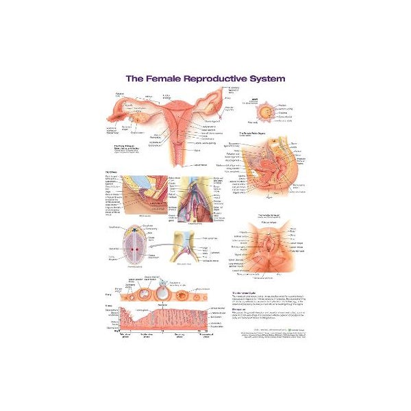 The Female Reproductive System Anatomical Chart by Anatomical Chart ...